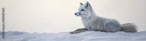 Elegant Arctic Fox in Snowy Landscape, a full-body depiction of a graceful arctic fox amidst a pristine snowy setting, showcasing its beauty and natural habitat.