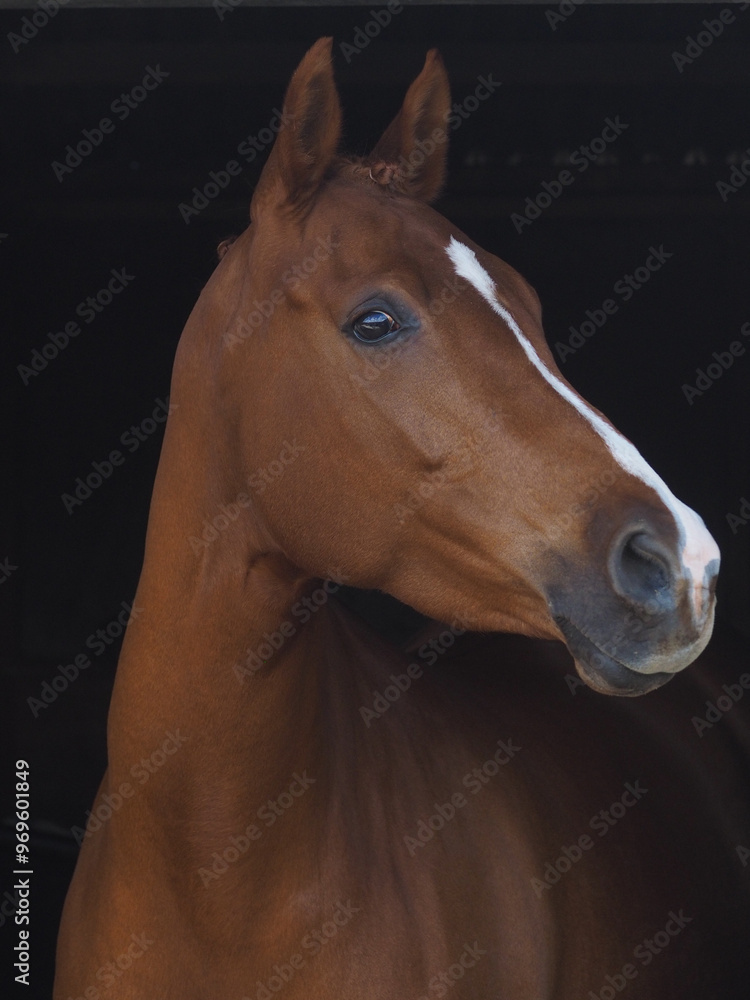 Obraz premium Bay Horse Headshot