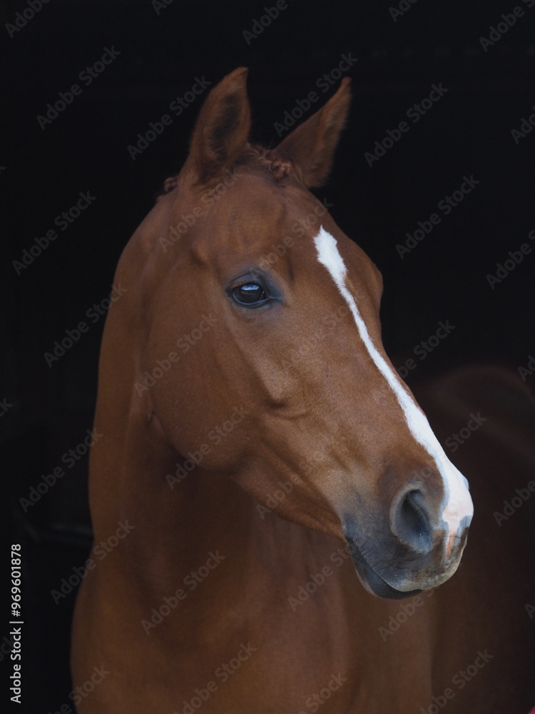Obraz premium Bay Horse Headshot