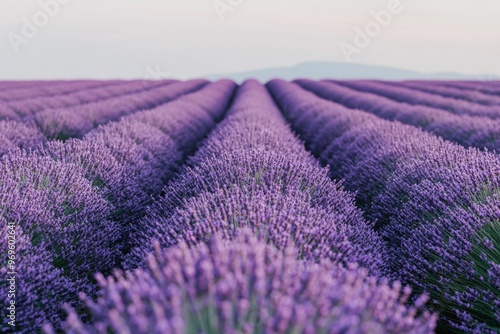 Lavender Field Rows Converging in Distance