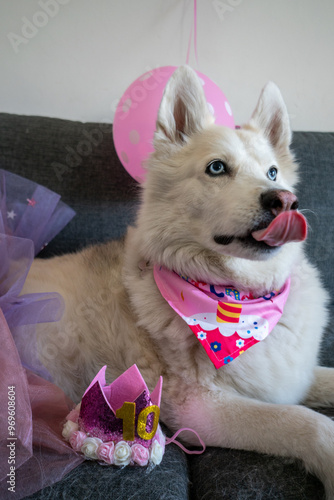 Dog Birthday celebration with pink tutu