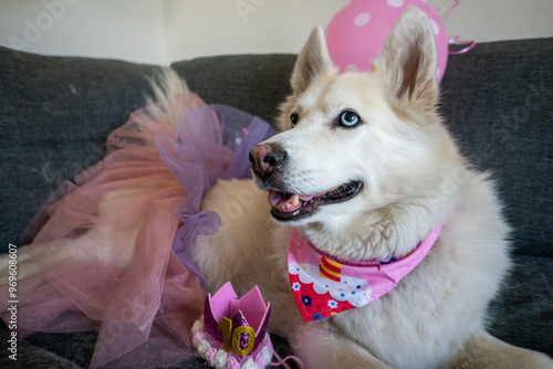 Dog Birthday celebration with pink tutu