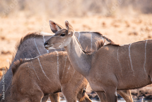 Close-up of. a female Greater Kudu (Tragelaphus strepsiceros) in Namibia.