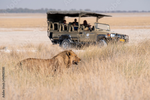 African male lion spotted on a guided safari open-top drive photo