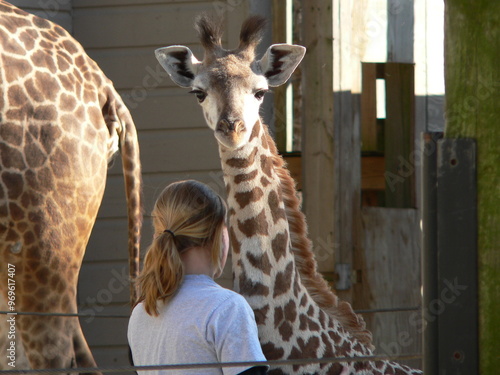 Photography giraffe hug 3