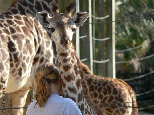 Photography giraffe hug 2