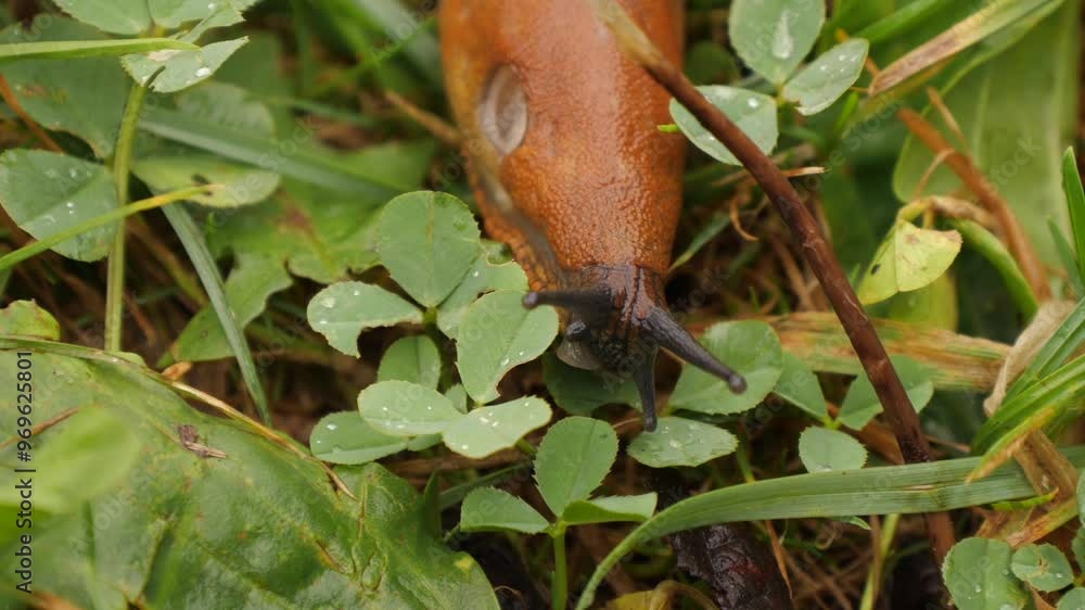 Spanish slug crawls on plants close up Spanish slug crawls on plants close up