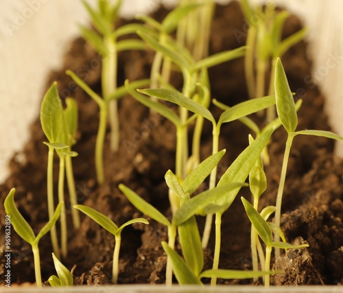 Seed shoots of sweet bell pepper with the first cotyledon leaves.