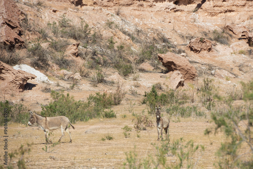 Fototapeta premium Burros in the desert at Lake Mead National Recreation Area, Nevada