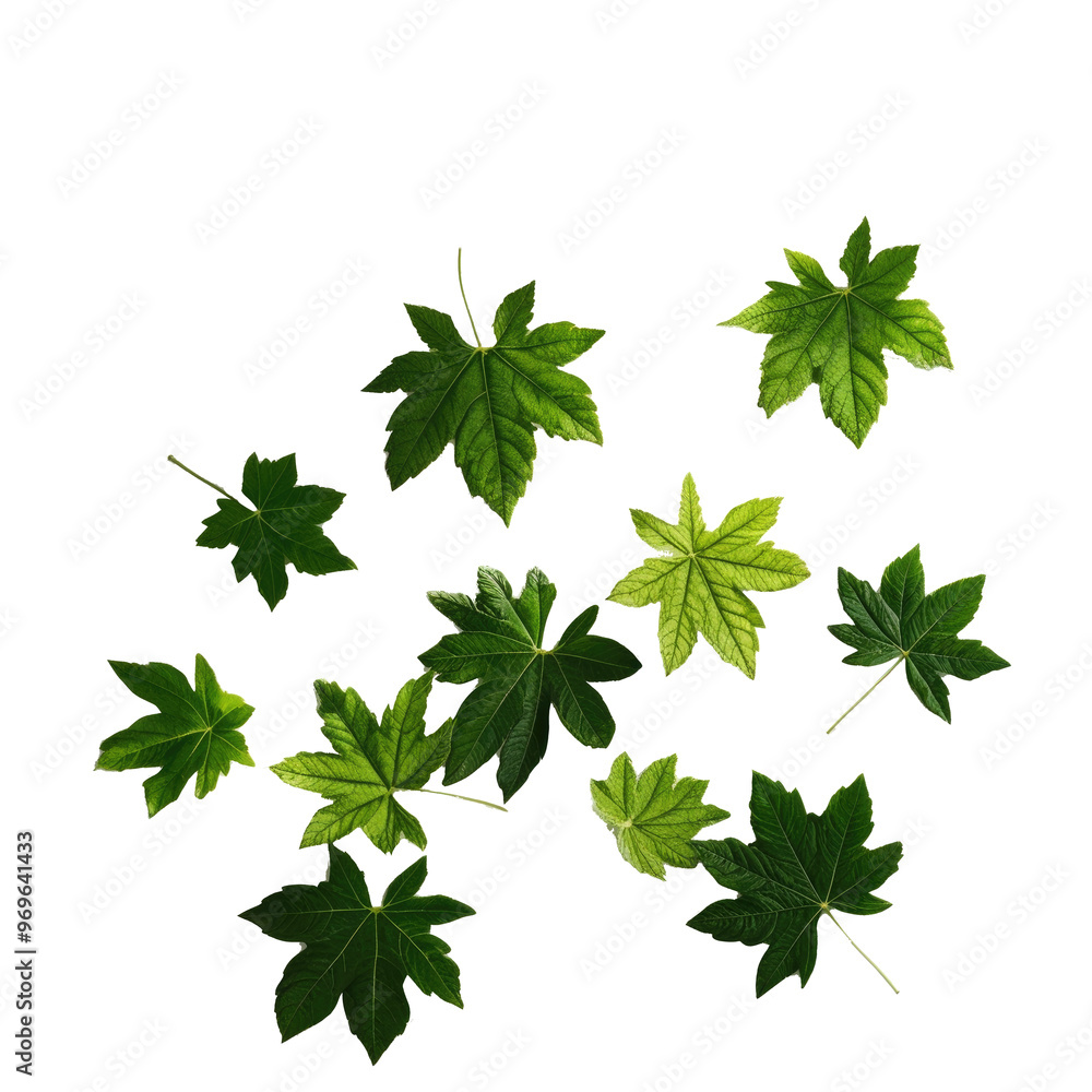 A scattering of vibrant green leaves on white background A scattering of vibrant green leaves on white background