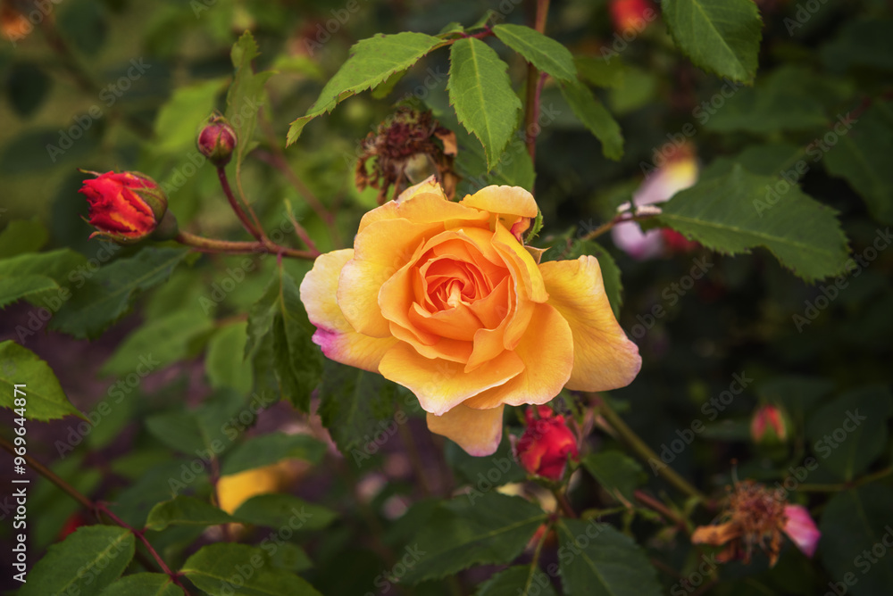 Park roses with long flowering, for decorating park areas Park roses with long flowering, for decorating park areas