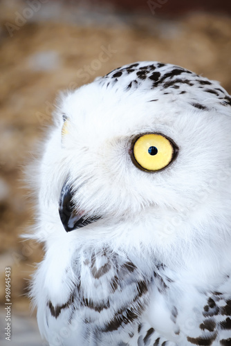 White polar owl with shocked view with opened beak. What. Oh no. Shock concept. Night bird of prey close-up. Animal behavior habits. Funny grimace. Very surprised face. Surprise expression. Humor