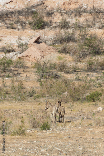 Burros in the desert at Lake Mead National Recreation Area, Nevada