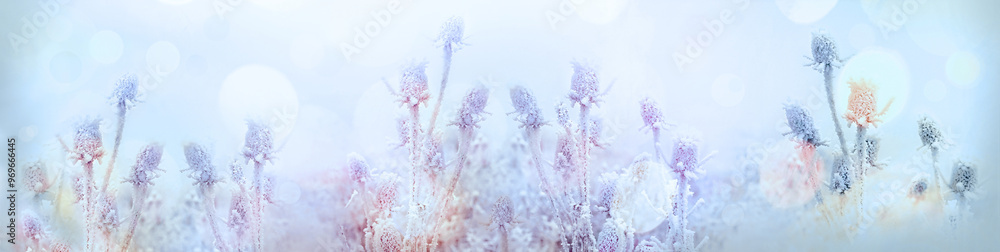 Frozen thistle, ice crystal on dry plant, fog in meadow, winter idyll, beautiful landscape Frozen thistle, ice crystal on dry plant, fog in meadow, winter idyll, beautiful landscape