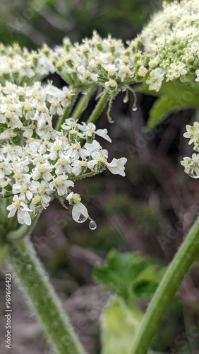 wild white flower