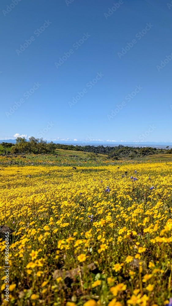 field of sunflowers field of sunflowers
