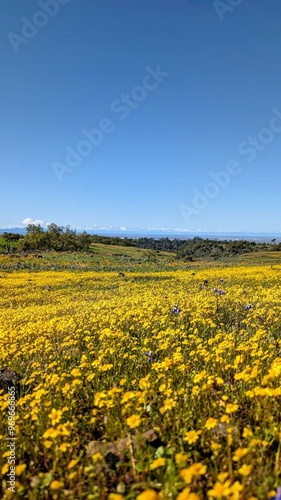 field of sunflowers