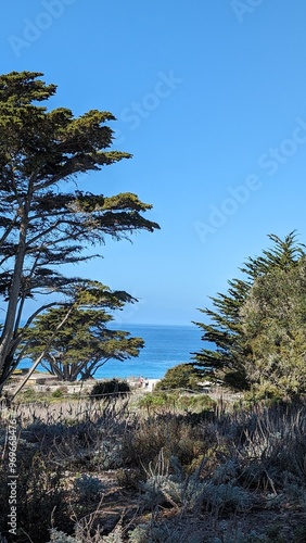 palm trees on the beach