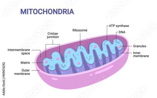 Vector diagram of Mitochondria. Cross-section view. Medical infographics.