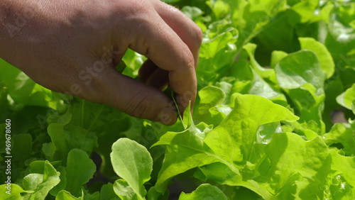 Close-up of farmer's hand gently picking fresh, green lettuce leaves in vegetable garden, showcasing importance of organic farming and sustainable agriculture.