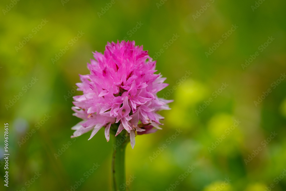 Rare pink Kamnik Orchid flower Rare pink Kamnik Orchid flower