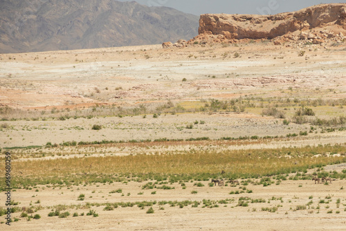 Burros in the desert at Lake Mead National Recreation Area, Nevada