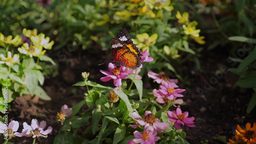 Vibrant butterfly perched on colorful flower in sunlit garden, beauty of nature and pollination. Wildlife and Nature. photo