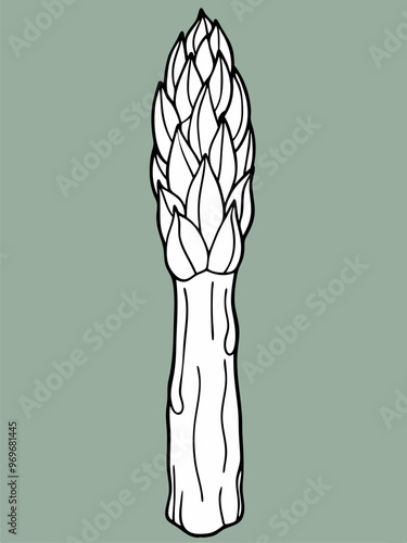 Asparagus Delight: Fun Coloring Book Pages for Kids and Adults photo