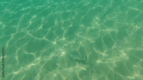 Pez solirario nadando en el mar con fondo de arena