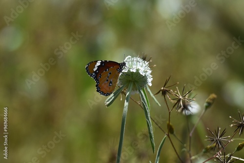 Schmetterling in Namibia photo