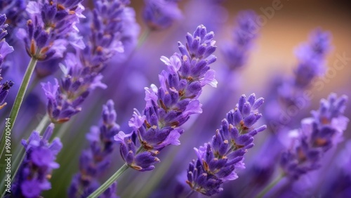 Panoramic lavender banner for essential oil.