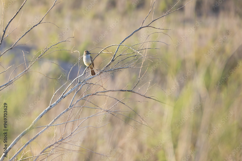 Ash-throated Flycatcher on a branch Ash-throated Flycatcher on a branch
