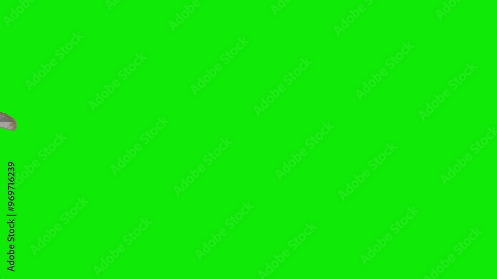 Great Philippine Crested Eagle Raptor Bird - Flying Over Screen Transition - V - Green Screen - Realistic 4K UHD 3D animation isolated on chroma key background Great Philippine Crested Eagle Raptor Bird - Flying Over Screen Transition - V - Green Screen - Realistic 4K UHD 3D animation isolated on chroma key background