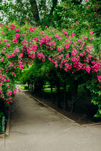 Beautiful blooming archway with vibrant pink flowers in a serene garden pathway setting