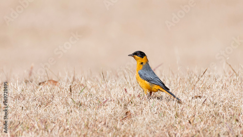 Chorister Robin-Chat in Magoebaskloof on a winter morning photo