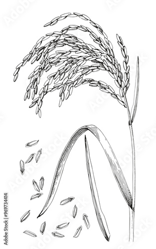 Rice plant and seeds hand drawn vector