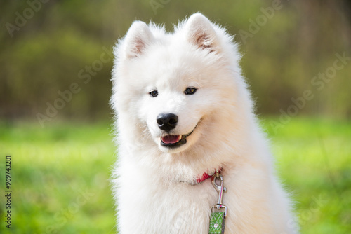 Samoyed white dog on a leash on park road Mezaparks, Latvia photo