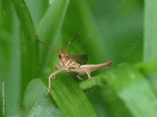 Grasshopper on a green leaf