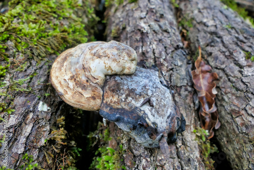 An old specimen of Fomes fomentarius (Hoof or Tinder Fungus) found on a fallen tree in Dordogne, France
 photo