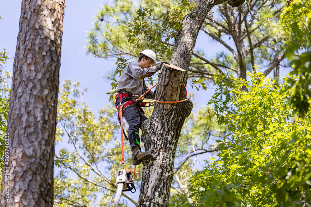 Fototapeta premium Tree Trimmer climbing tree to cut limbs