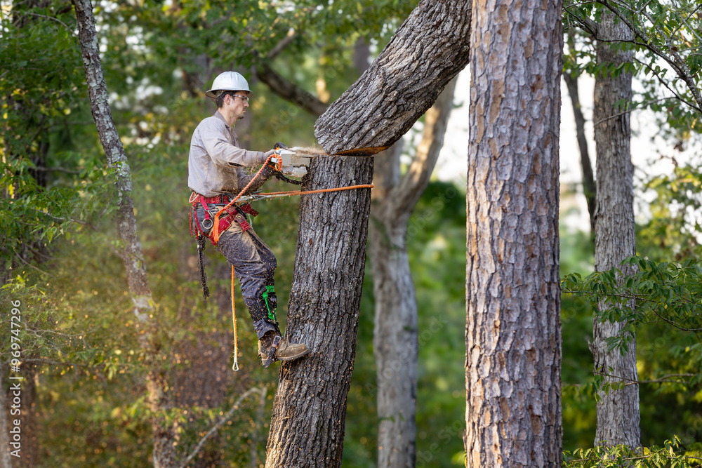 Obraz premium Tree arborist using chainsaw to cut tree down, while wearing safety gear.