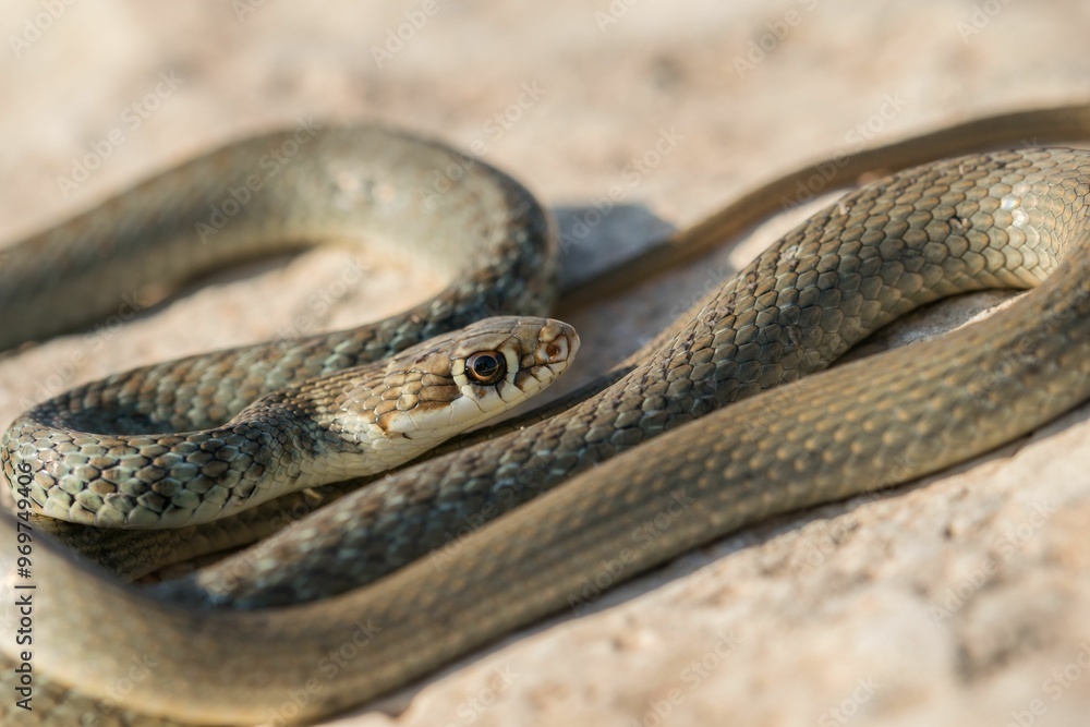 Obraz premium A juvenile Western whip snake (Coluber viridiflavus carbonarius) baskinin the island of Malta.