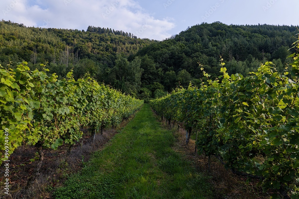 Scenic vineyard with lush green grapevines against a backdrop of hills. Moselle, Germany Scenic vineyard with lush green grapevines against a backdrop of hills. Moselle, Germany