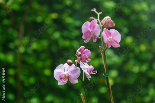 Pink Phalaenopsis Orchids at the  Jose Joaquin de Olmedo International Airport, Guayaquil, Ecuador photo