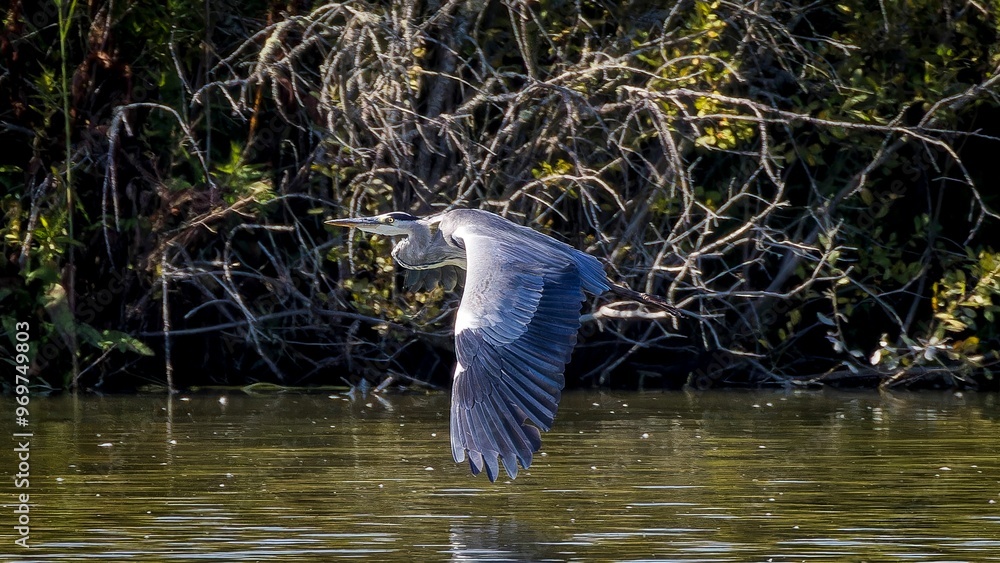 custom made wallpaper toronto digitalGray heron flying low over water surface searching for food
