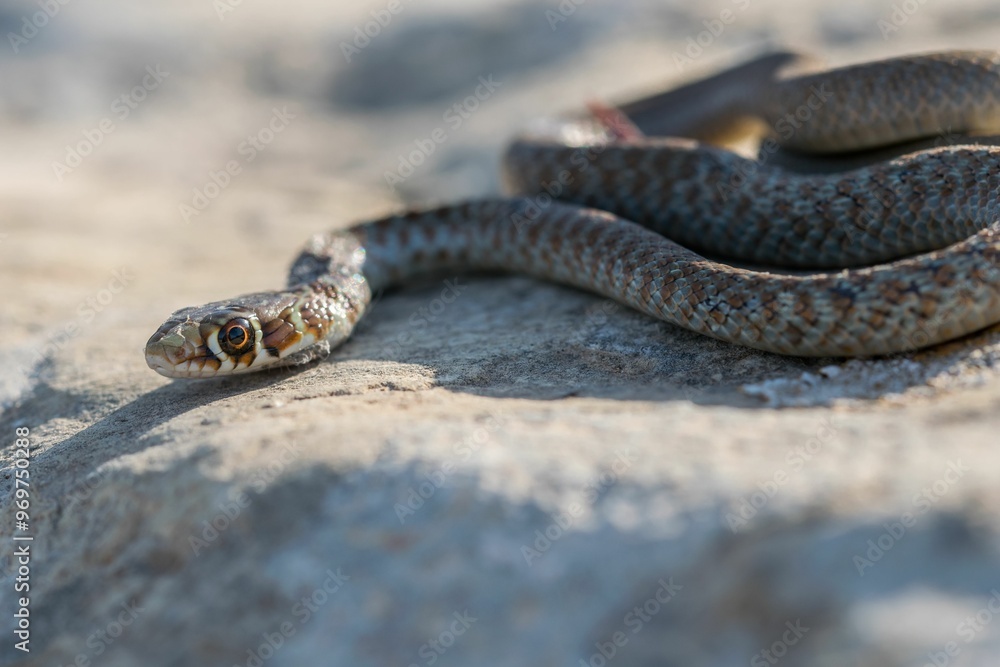 Obraz premium A young Western whip snake hatchling (Coluber viridiflavus carbonarius) in the island of Malta.