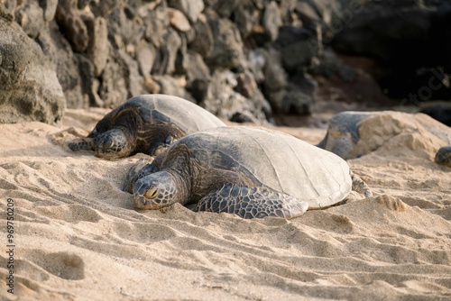 Sea turtles resting on a sandy beach. photo