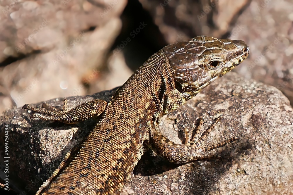 Close-up of a lizard basking on a rock under sunlight. Close-up of a lizard basking on a rock under sunlight.
