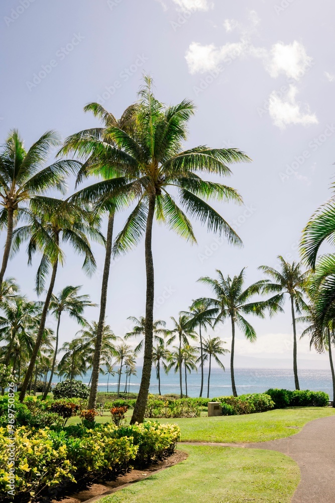 Scenic view of palm trees and lush greenery by the ocean under a blue sky. Maui, Hawaii Scenic view of palm trees and lush greenery by the ocean under a blue sky. Maui, Hawaii