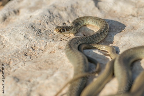 A juvenile Western whip snake (Coluber viridiflavus carbonarius) basking in the island of Malta. photo